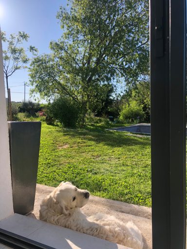 Lucky partage son temps entre sieste et câlins 